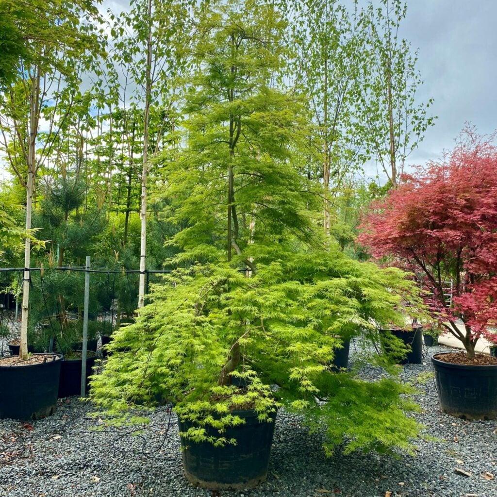 Acer palmatum 'Emerald Lace' - Image 3