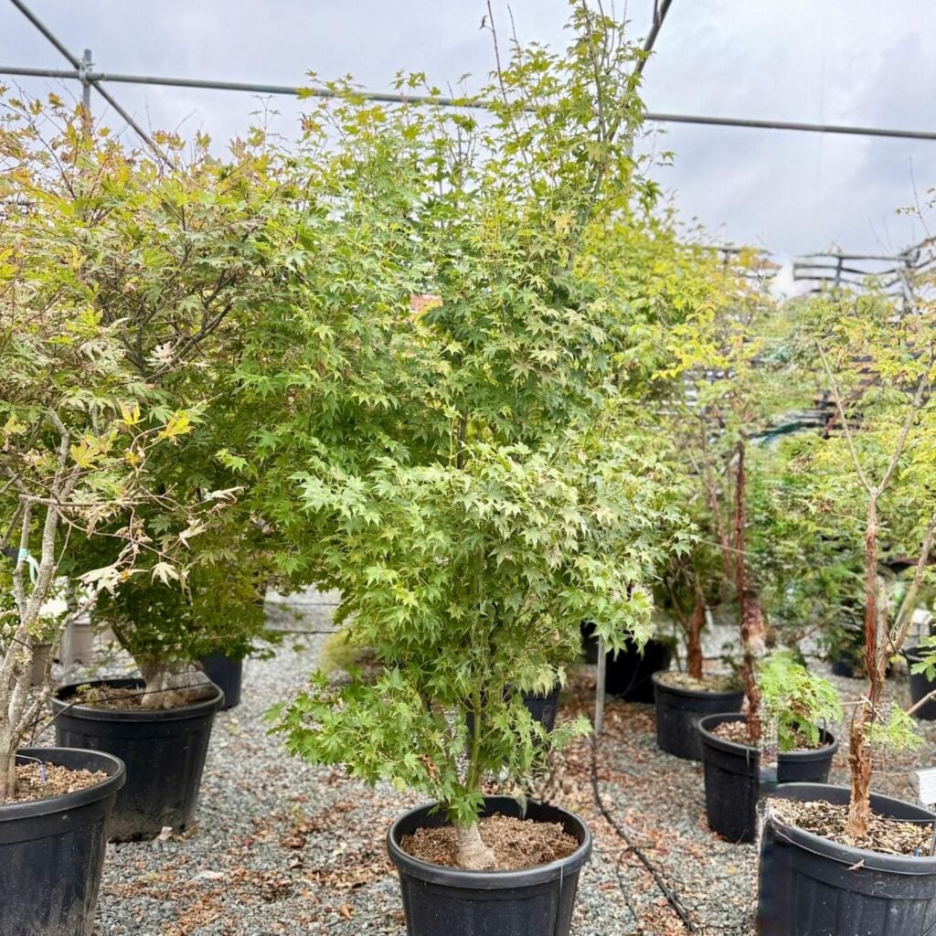 Acer palmatum 'Hogyoku'