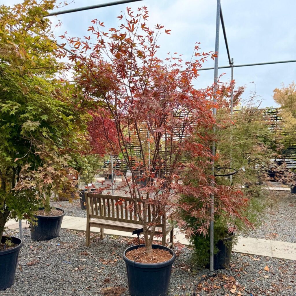 Acer palmatum 'Ariadne'