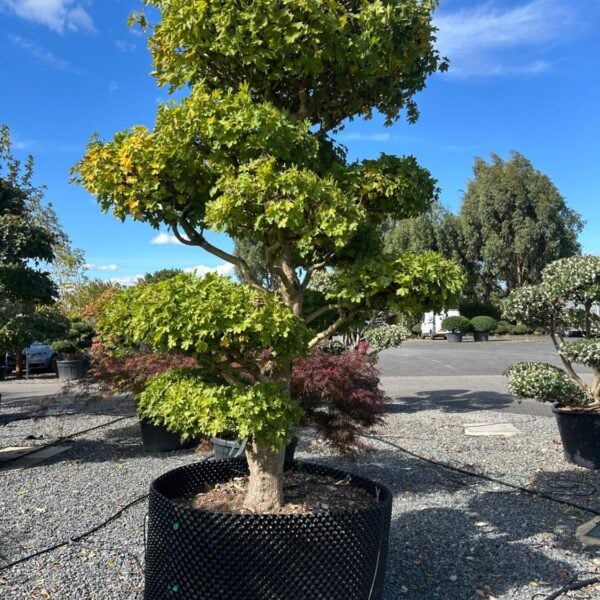 Acer campestre - Niwaki (N1, BR1)