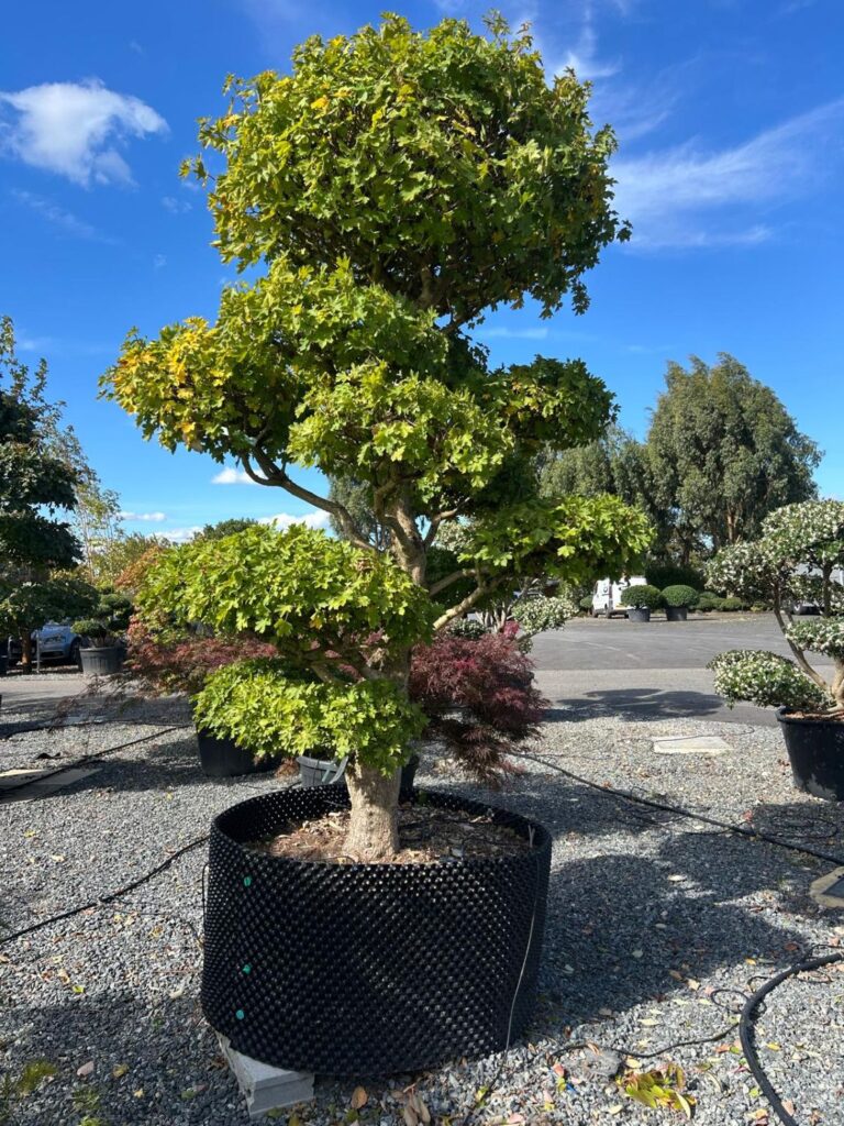 Acer campestre - Niwaki
