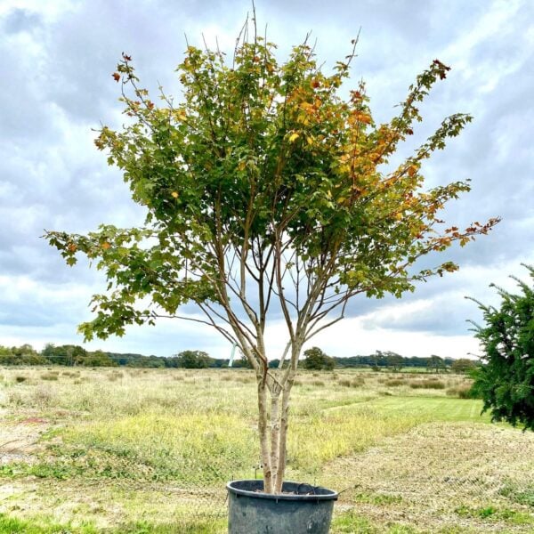 Acer cappadocicum 'Aureum' (N1)
