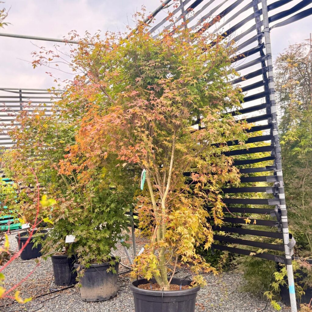 Acer palmatum 'Chishio Improved'