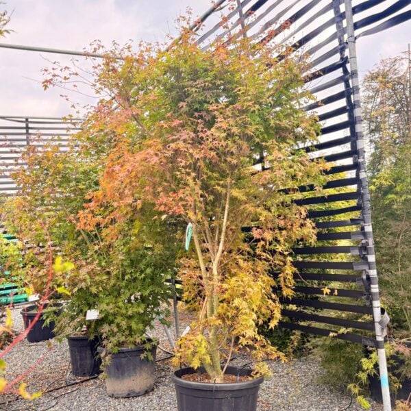 Acer palmatum 'Chishio Improved'   (P2)