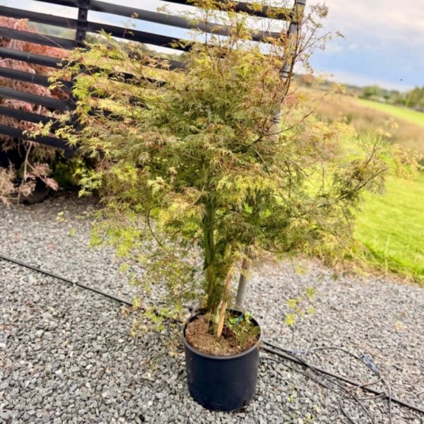 Acer palmatum 'Dissectum'  (P2)
