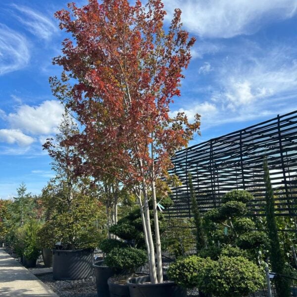 Acer freemanii 'Autumn Blaze' - Multi Stems (ME1)