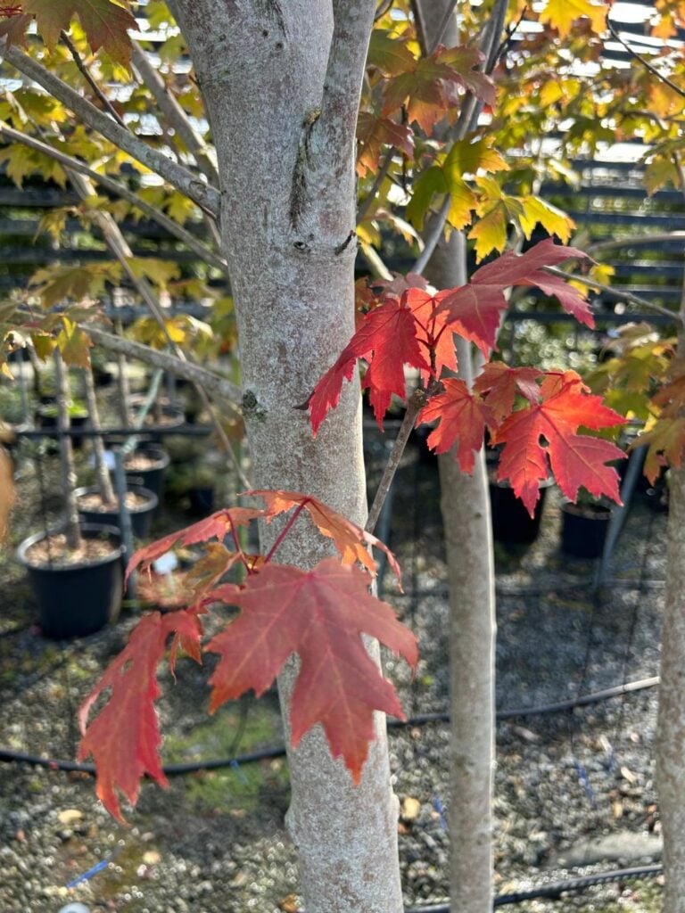 Acer freemanii 'Autumn Blaze' - Multi Stems - Image 2