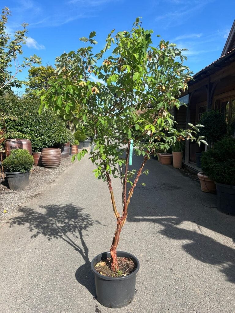 Acer griseum - Image 4