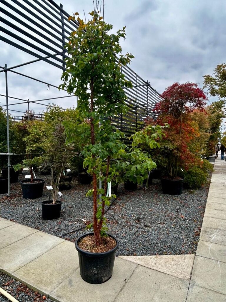 Acer griseum - Image 7