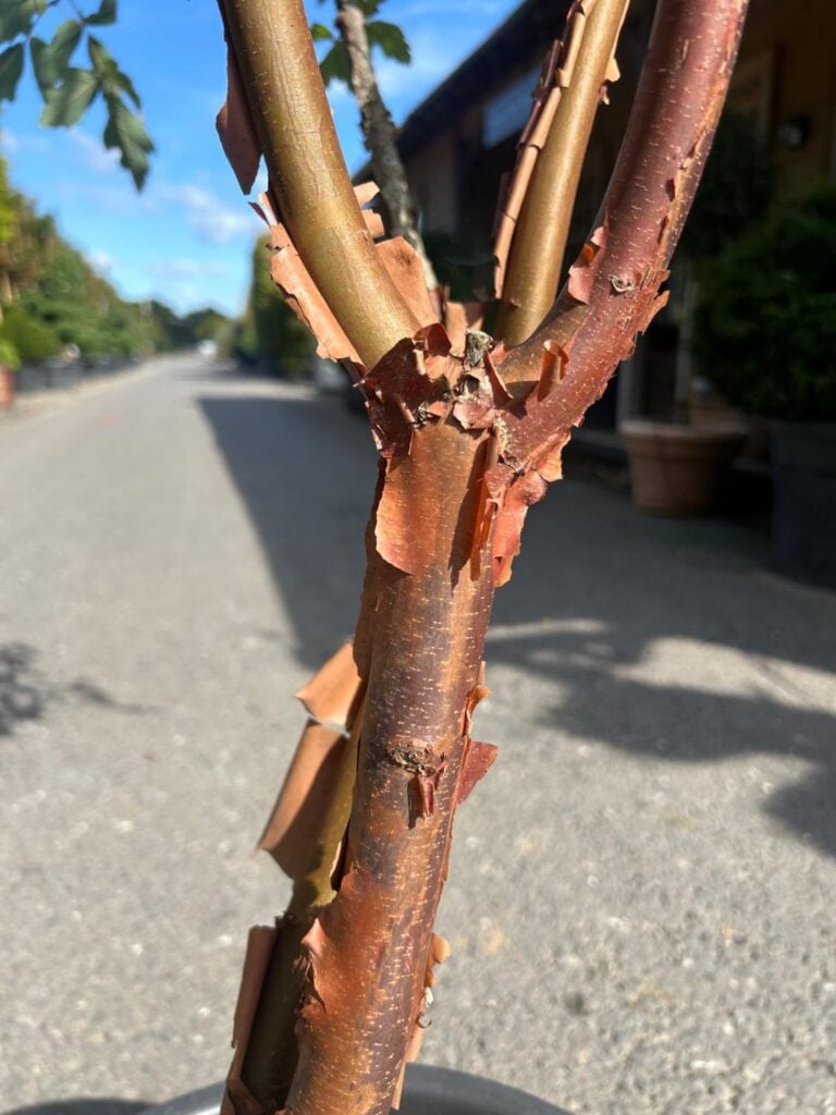 Acer griseum - Image 3