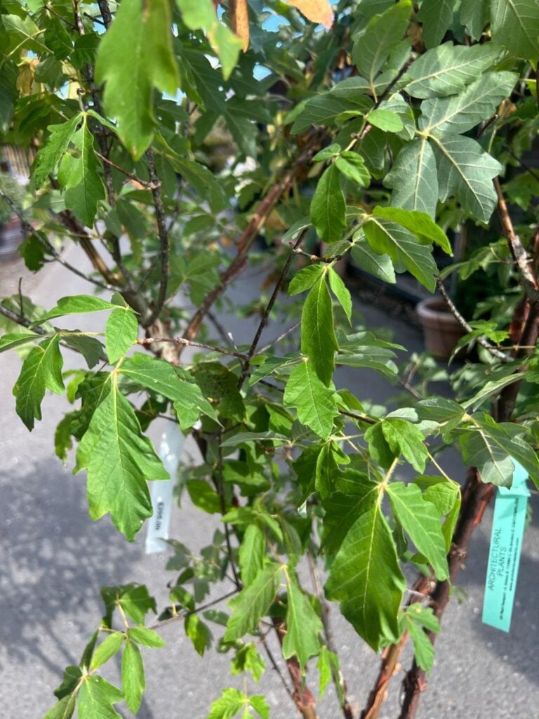 Acer griseum - Image 6