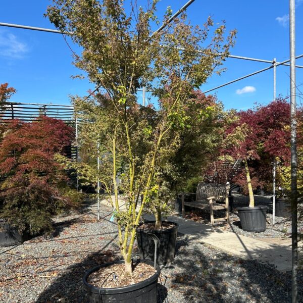 Acer palmatum 'Higasayama' (P2)