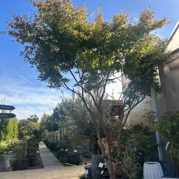 Acer japonica 'Nona' (P2)