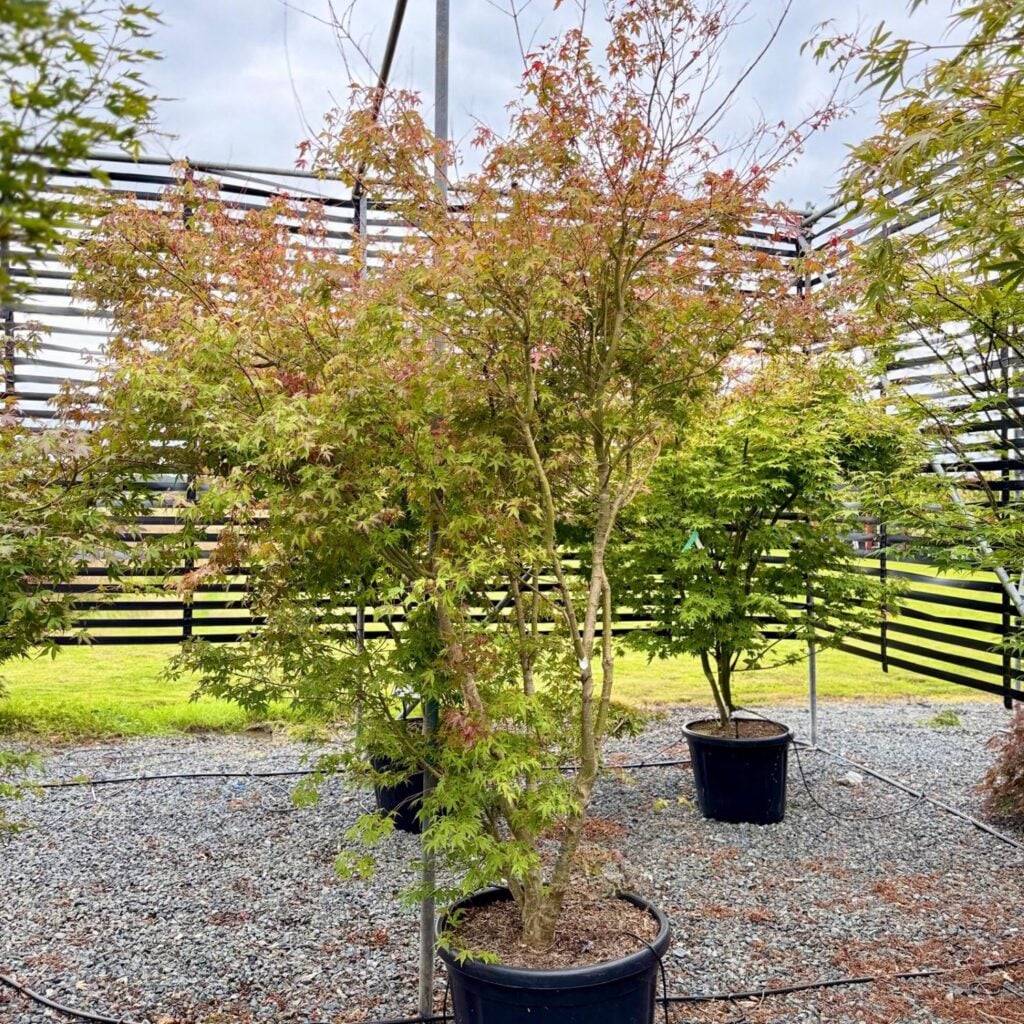 Acer palmatum 'Katsura'