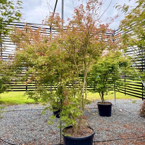 Acer palmatum 'Katsura' (P2)