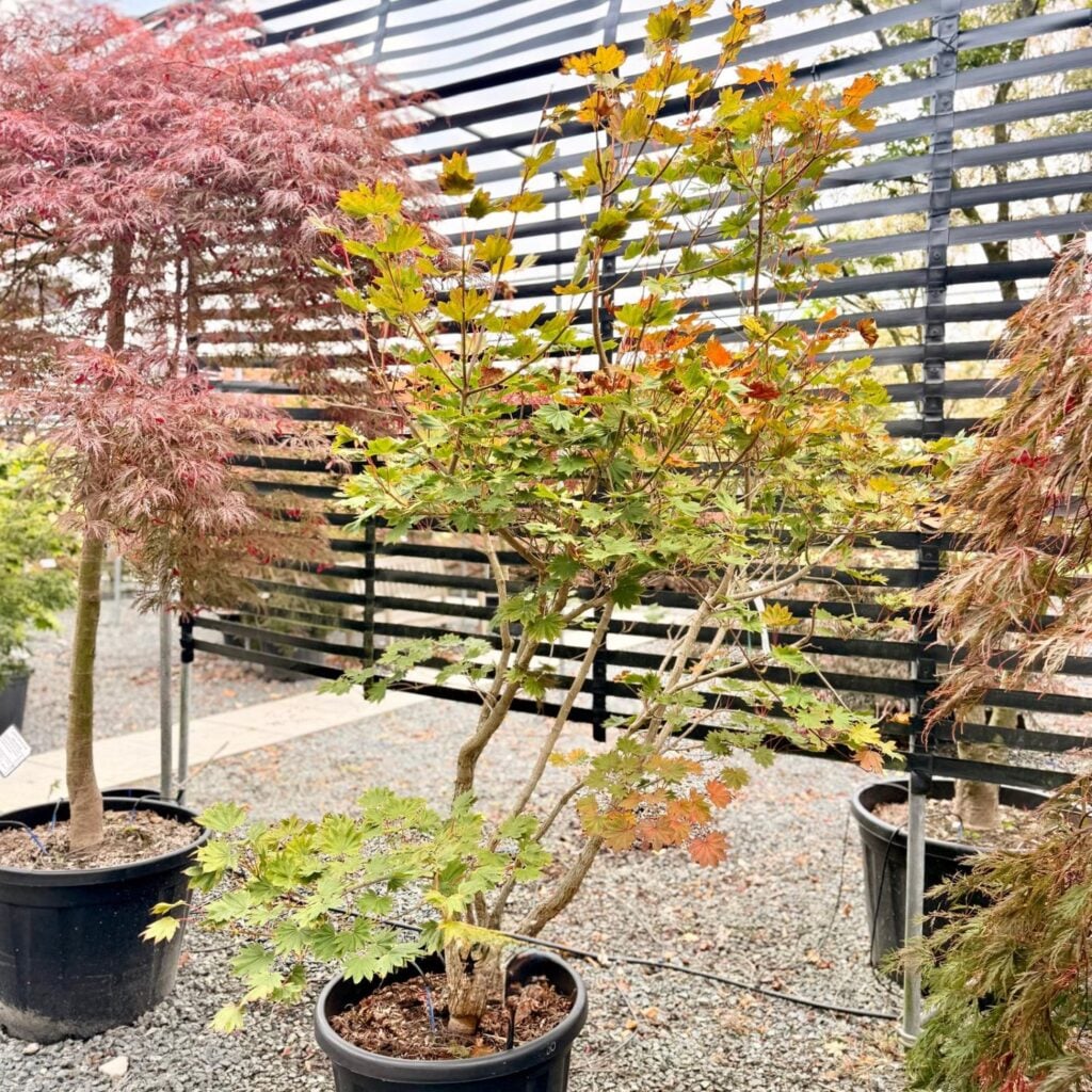 Acer japonica 'Microphyllum'