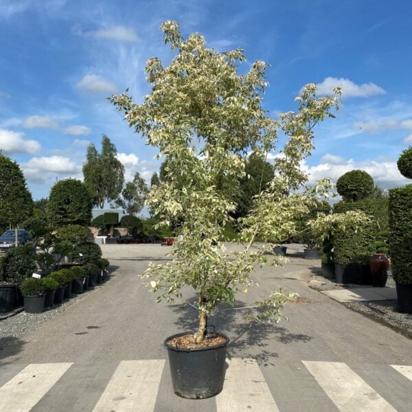 Acer negundo 'Flamingo'  (P2)