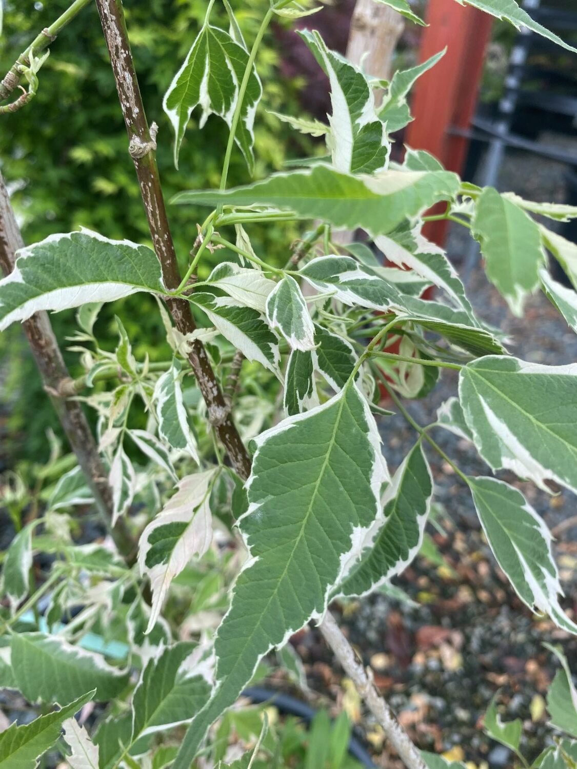 Acer negundo 'Flamingo' - Image 2