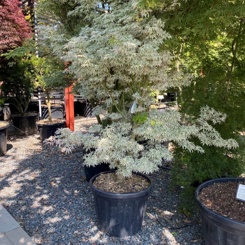 Acer palmatum 'Ukigumo'