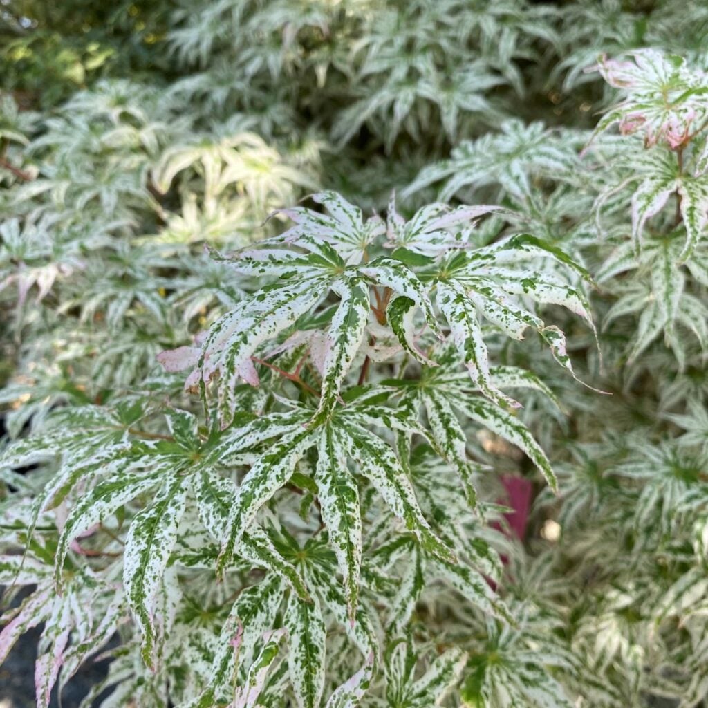 Acer palmatum 'Ukigumo' - Image 2