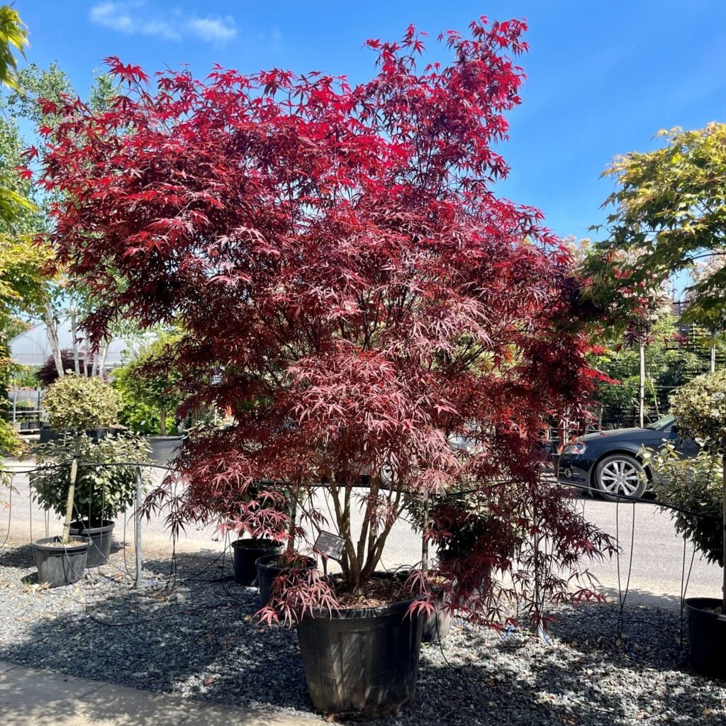 Acer palmatum 'Atrolineare'