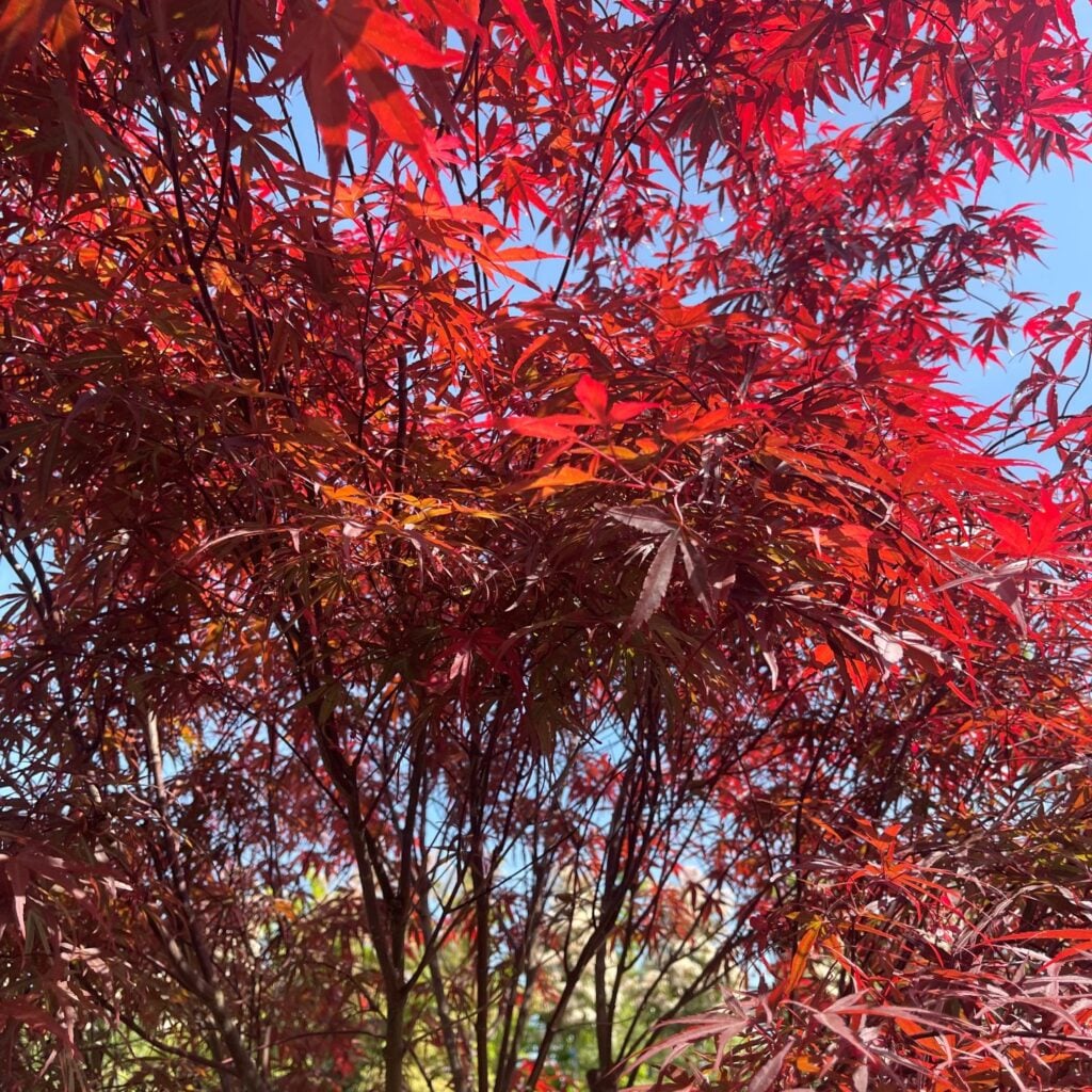 Acer palmatum 'Atrolineare' - Image 3