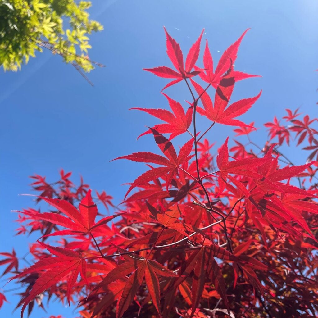 Acer palmatum 'Atrolineare' - Image 2