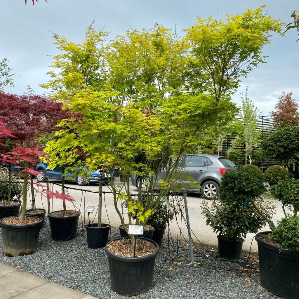 Acer palmatum 'Aureum'