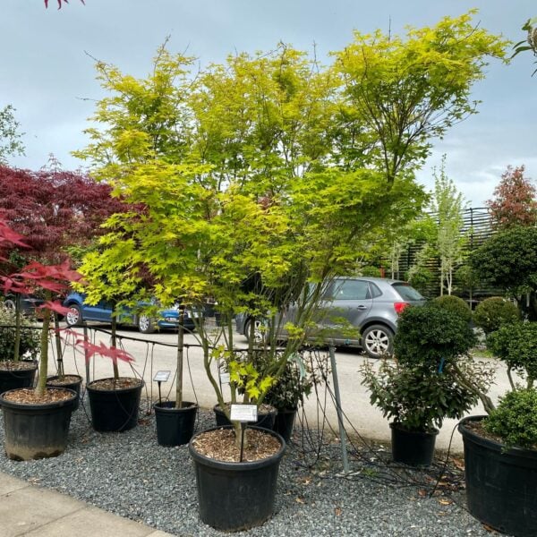 Acer palmatum 'Aureum'   (P2)
