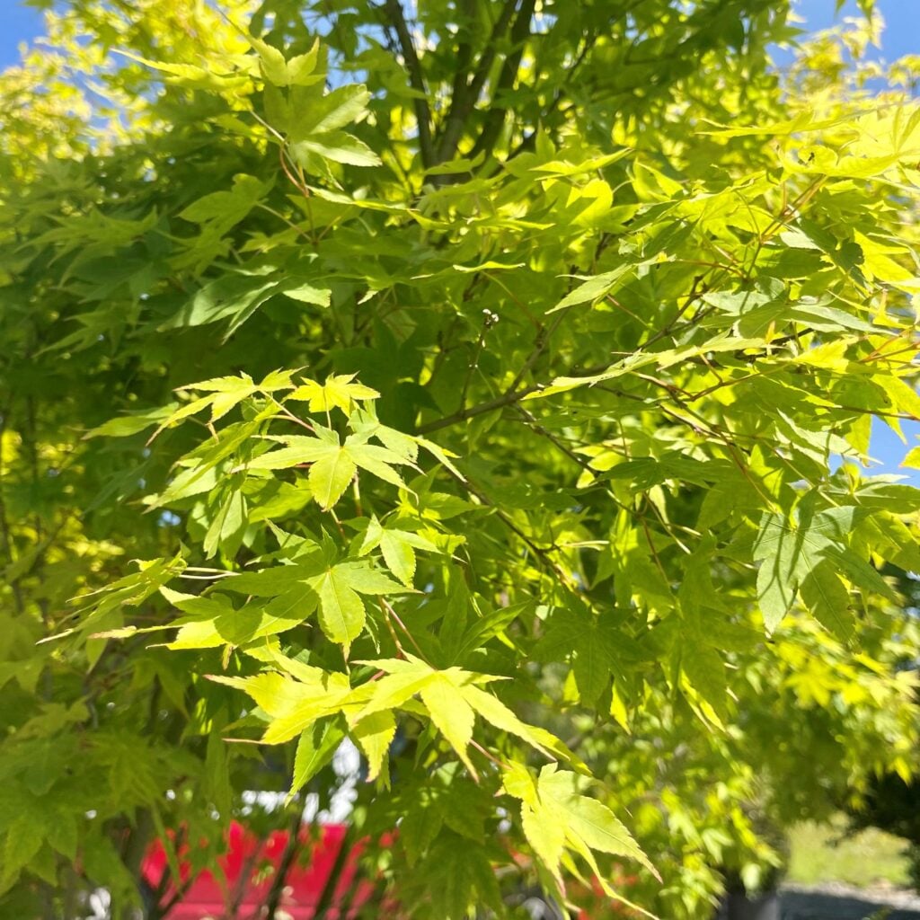 Acer palmatum 'Aureum' - Image 2