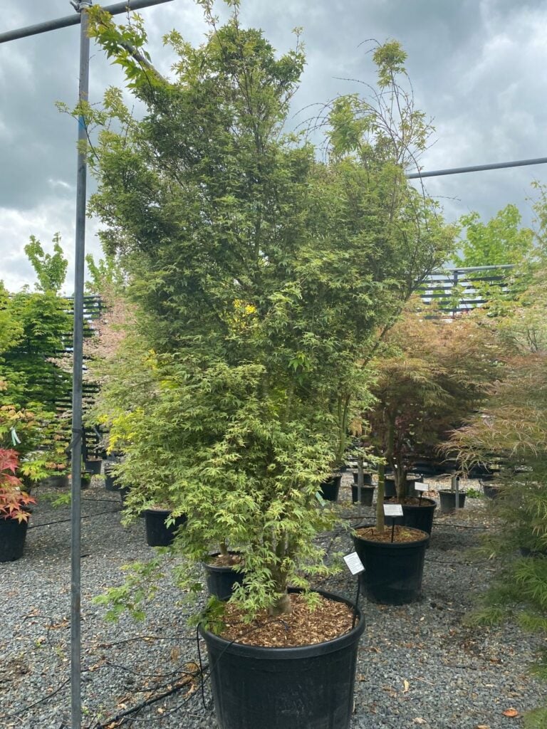 Acer palmatum 'Butterfly' - Image 2