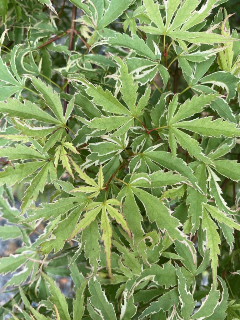 Acer palmatum 'Butterfly' - Image 3