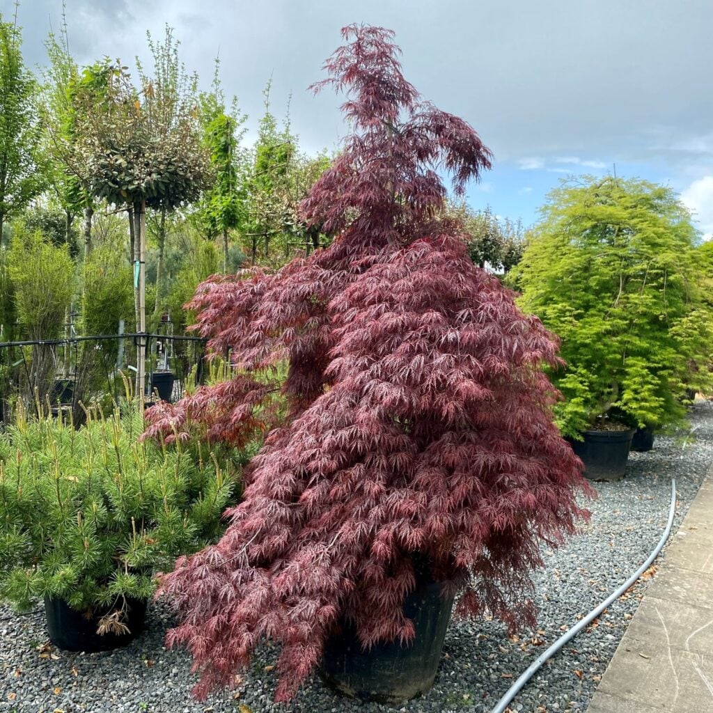 Acer palmatum 'Garnet'