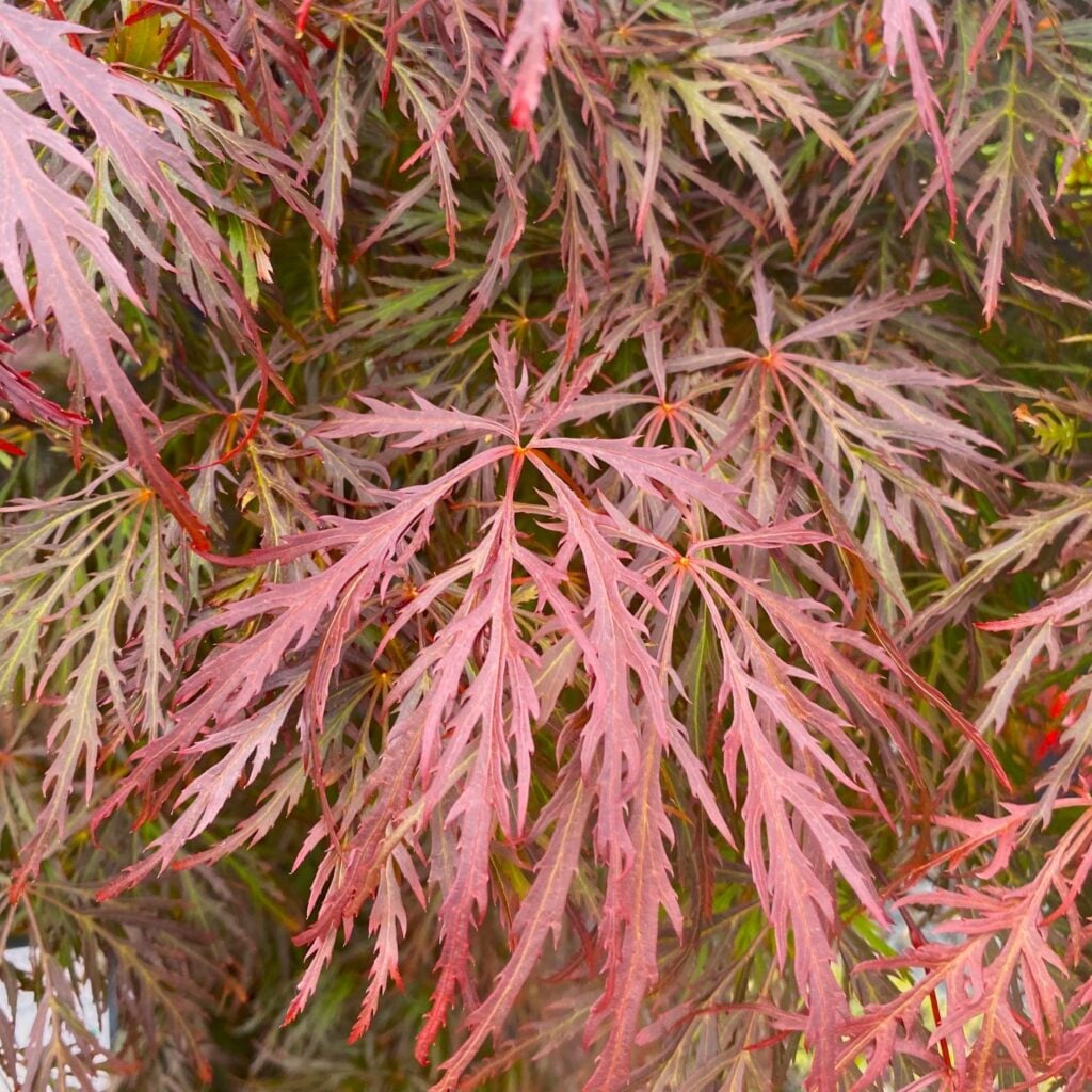Acer palmatum 'Garnet' - Image 2