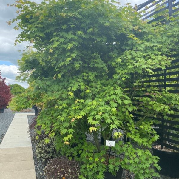 Acer palmatum 'Hiryu'  (P2)