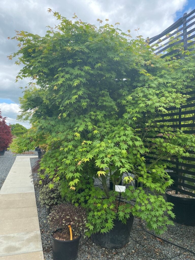 Acer palmatum 'Hiryu'