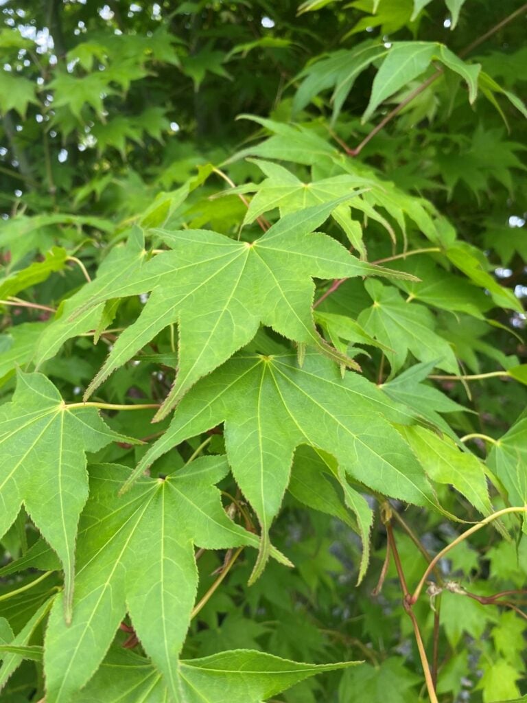 Acer palmatum 'Hiryu' - Image 2