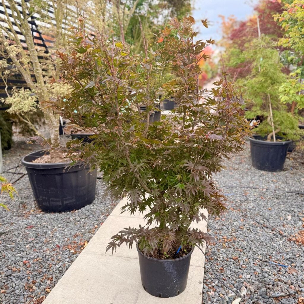 Acer palmatum 'Pixie'