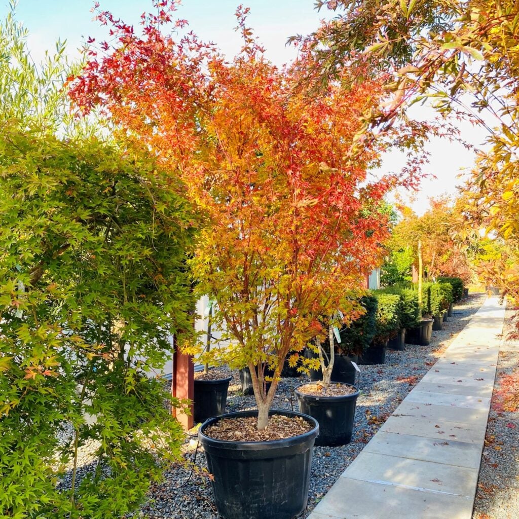 Acer palmatum 'Sango-kaku'