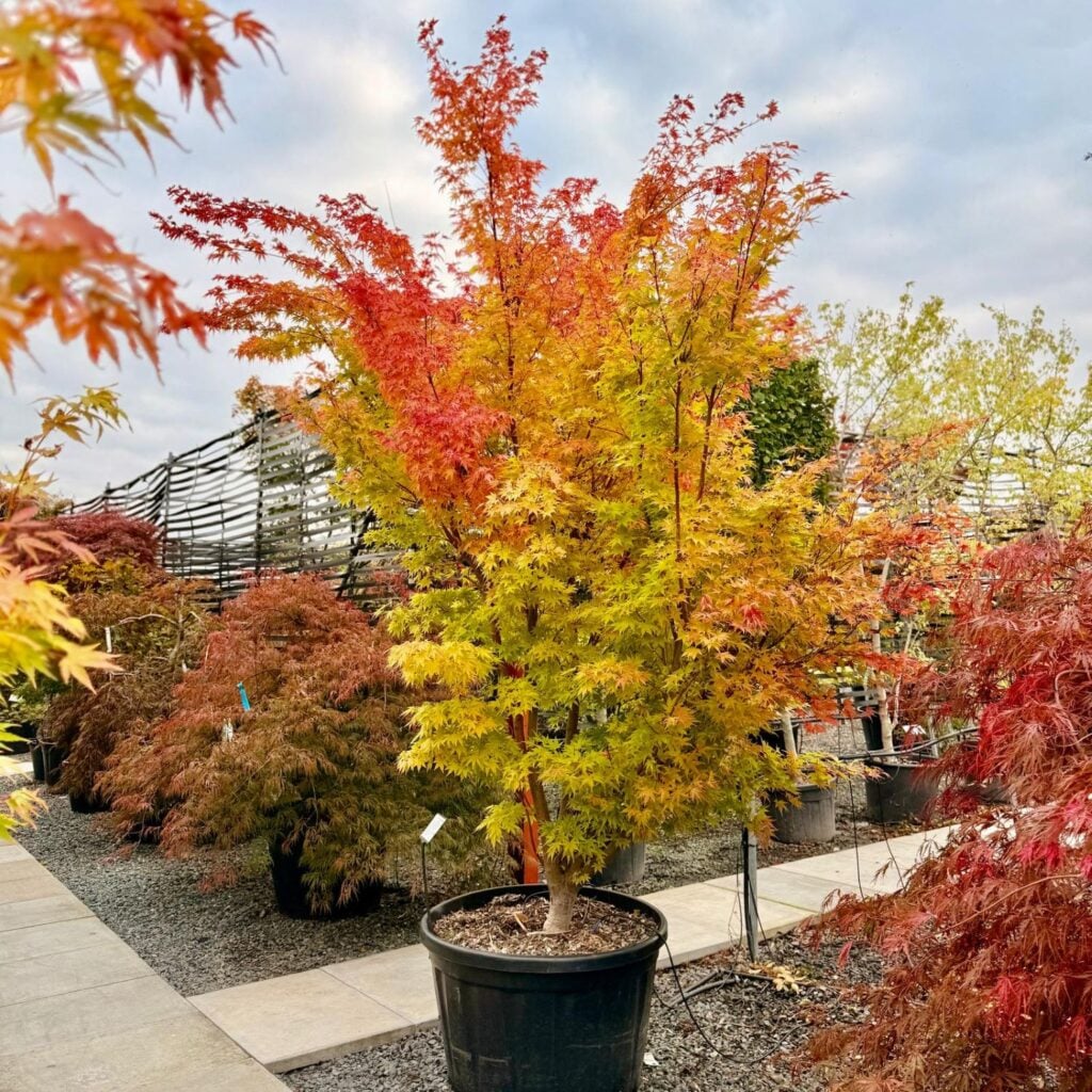 Acer palmatum 'Sango-kaku' - Image 3