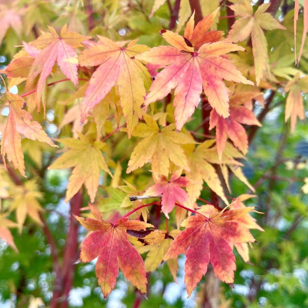 Acer palmatum 'Sango-kaku' - Image 2
