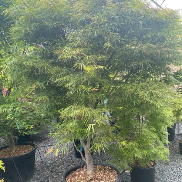 Acer palmatum 'Scolopendriifolium'  (P2)