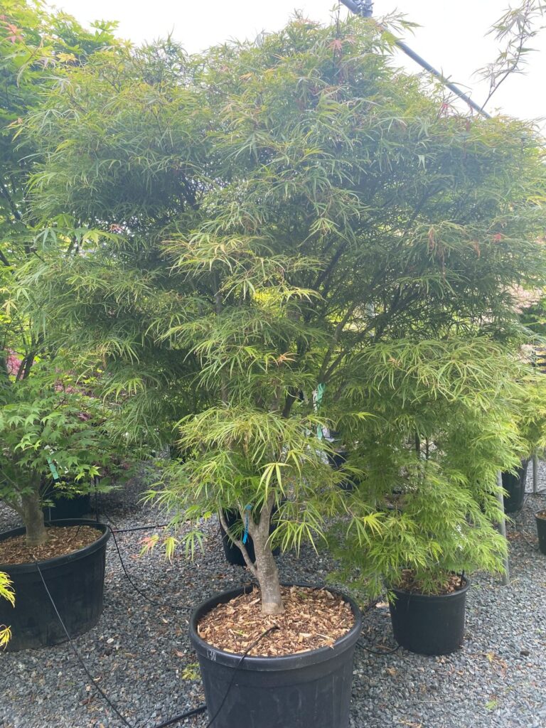Acer palmatum 'Scolopendriifolium'