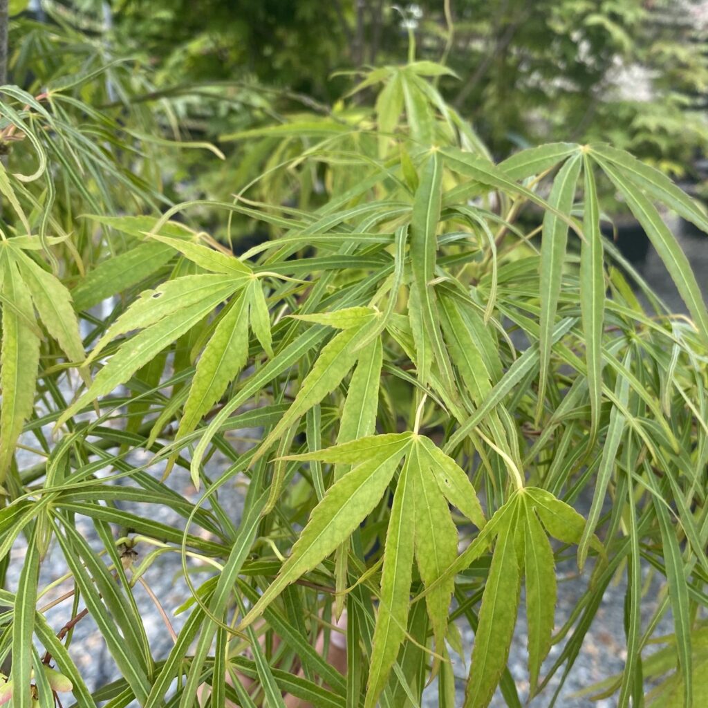 Acer palmatum 'Scolopendriifolium' - Image 2