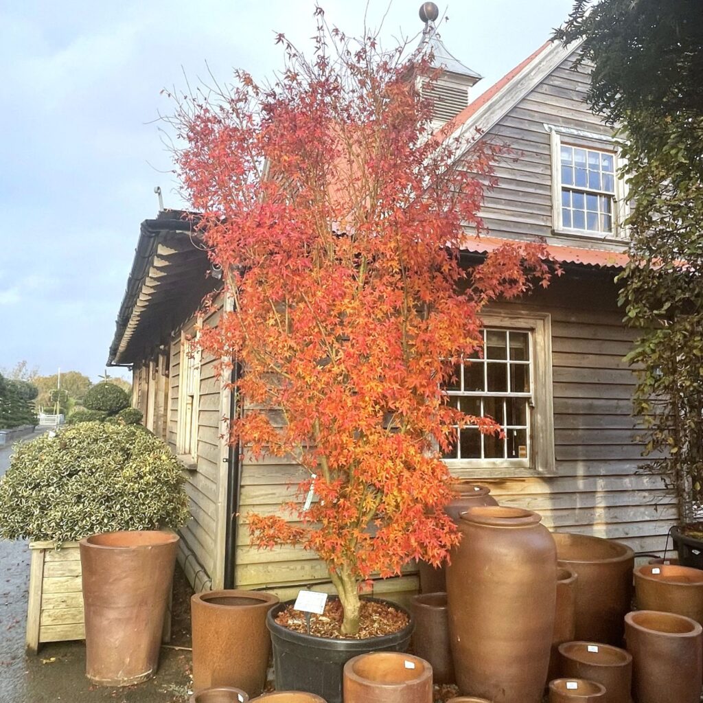 Acer palmatum 'Ueno-yama' - Image 2