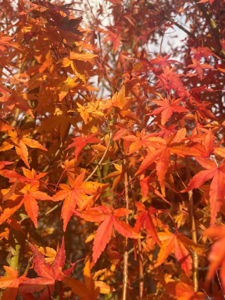 Acer palmatum 'Ueno-yama' - Image 3