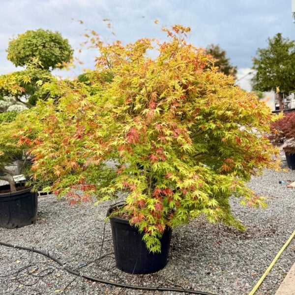 Acer palmatum 'Peaches and Cream' (P2)