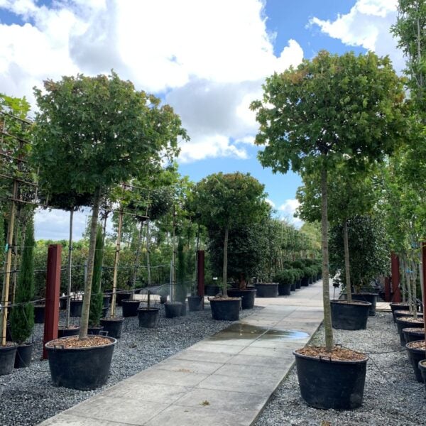 Acer platanoides 'Globosum' - Standards  (P2, J1, TG1)