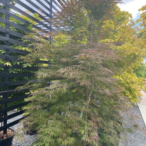 Acer palmatum 'Dissectum Rubrifolium'  (P2)
