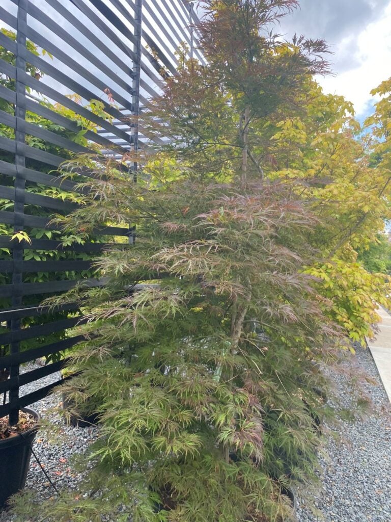Acer palmatum 'Dissectum Rubrifolium'